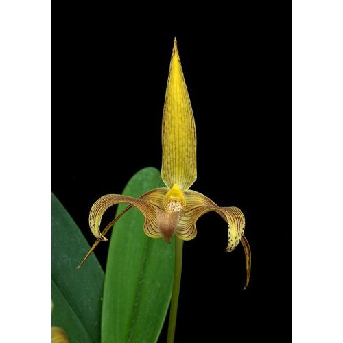 Hara to Heart orchidea eszencia