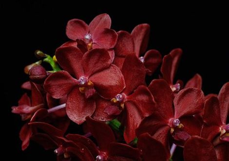 Healing the Higher Heart orchidea eszencia