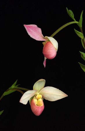 Heart of Light orchidea eszencia