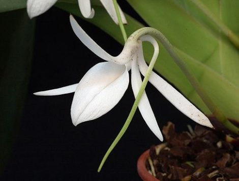 Joyous Purification orchidea eszencia