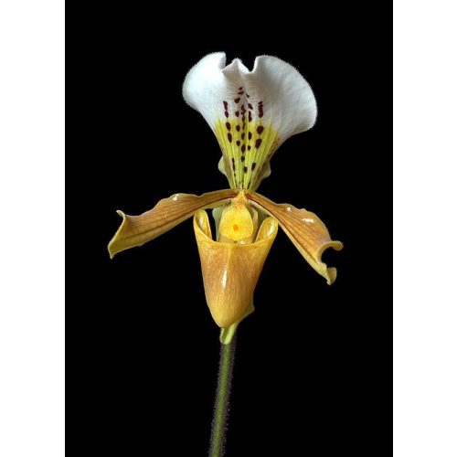 Liberation / Deception orchidea eszencia