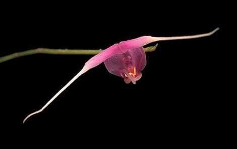 Life Direction (Lanata) orchidea eszencia