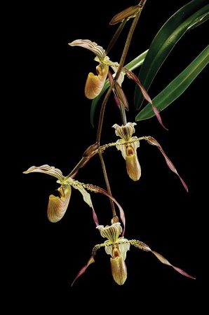 Light of My Eye orchidea eszencia