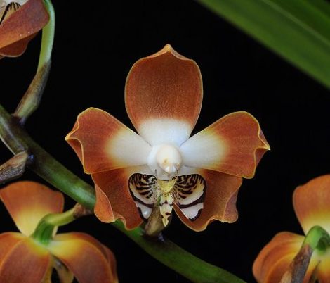 Love's Secret orchidea eszencia