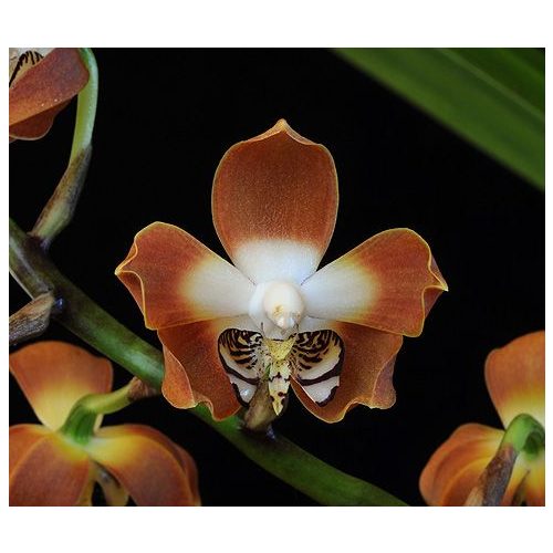 Love's Secret orchidea eszencia