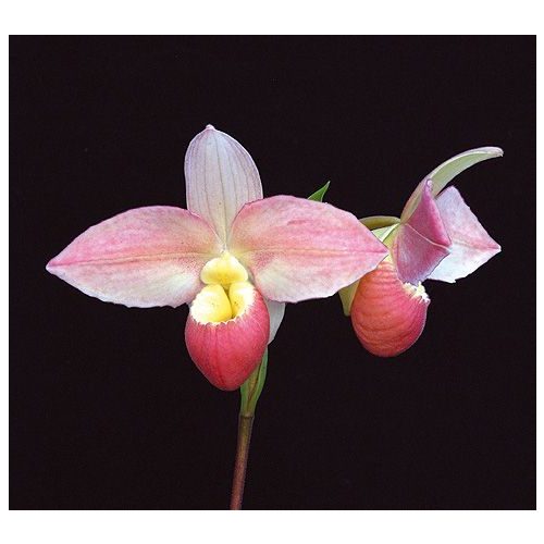 Messenger of the Heart orchidea eszencia