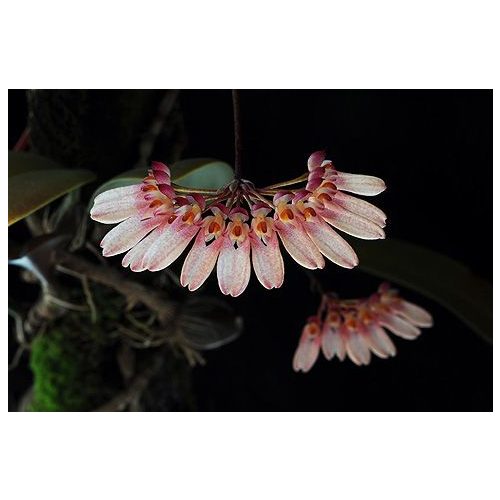 Necklace of Beauty orchidea eszencia