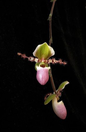 New Vitality orchidea eszencia