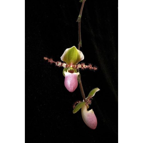 New Vitality orchidea eszencia