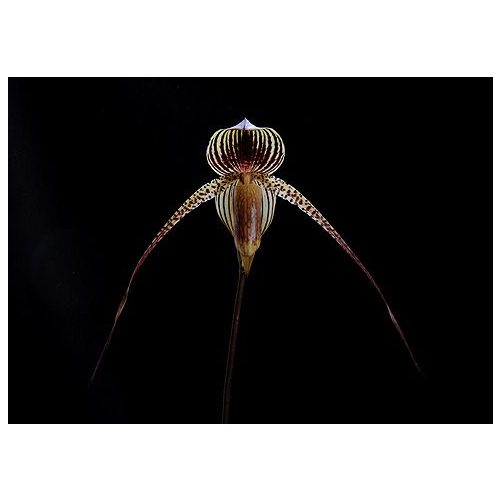 Night Soul orchidea eszencia
