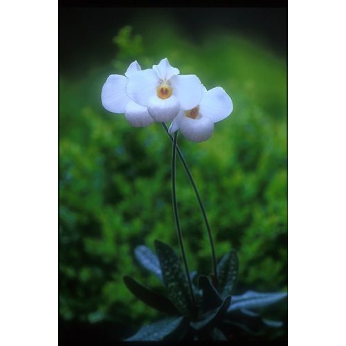 Purity of Heart orchidea eszencia