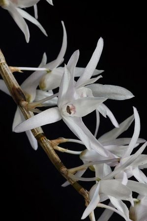 Purity of Soul orchidea eszencia
