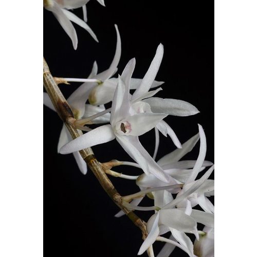 Purity of Soul orchidea eszencia