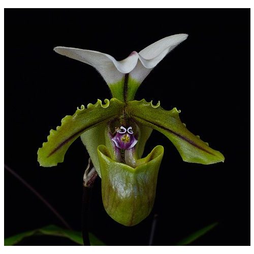 Redemption Dream orchidea eszencia