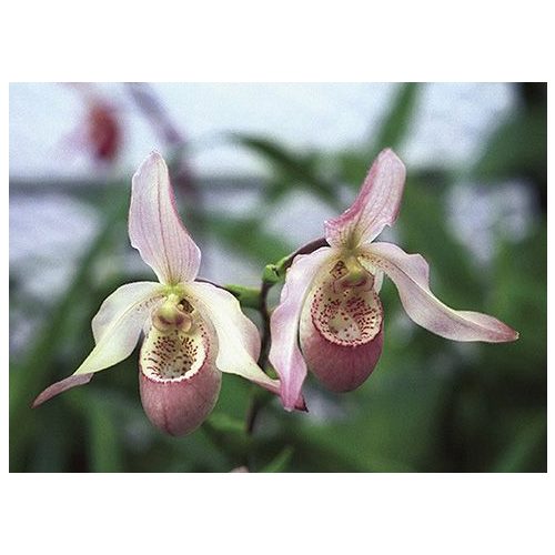 Renewing Life orchidea eszencia