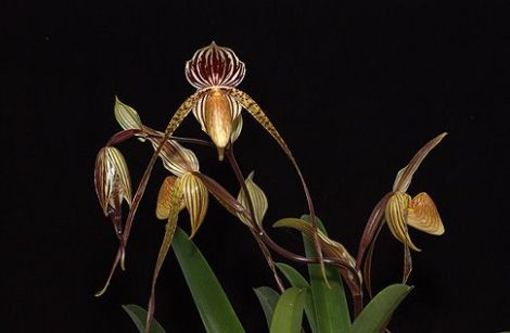 Rising to the Call of Beauty orchidea eszencia