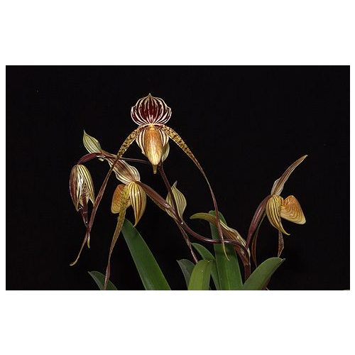 Rising to the Call of Beauty orchidea eszencia