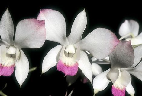 Sacral Release orchidea eszencia