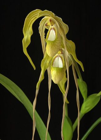 Secret Wisdom orchidea eszencia