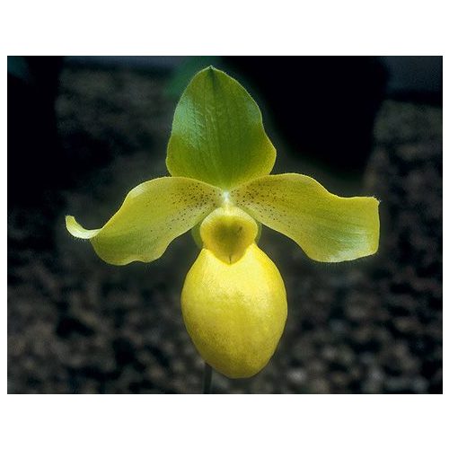 Settling with a Smile orchidea eszencia