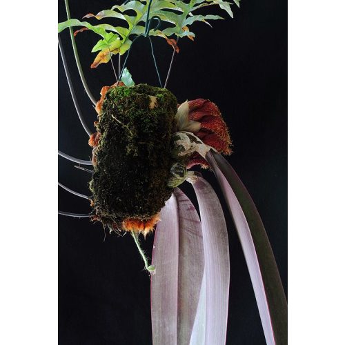 Shadow Warrior orchidea eszencia