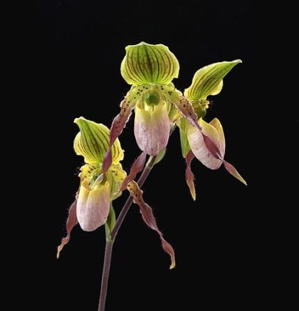 Songline orchidea eszencia