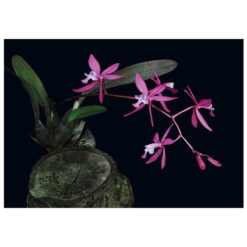 Source of Life orchidea eszencia