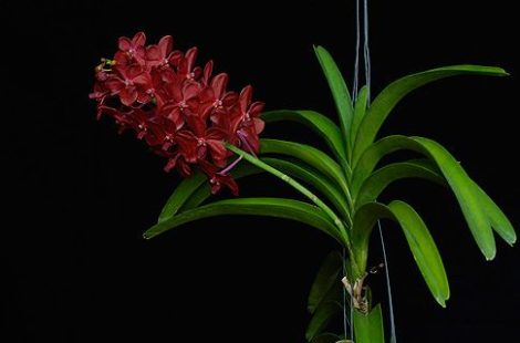 Spirit of the Higher Heart orchidea eszencia