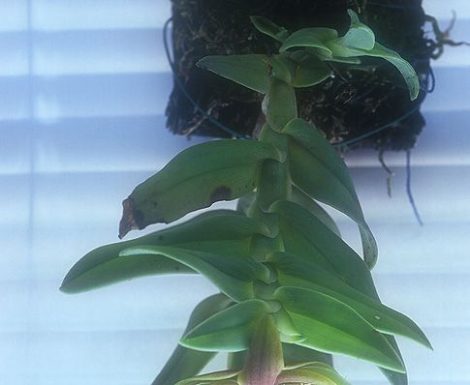 Thoracic Alignment orchidea eszencia