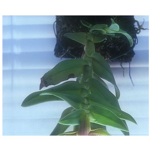Thoracic Alignment orchidea eszencia