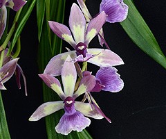 True Connections orchidea eszencia