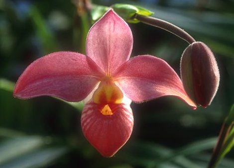 Unveiling Affection orchidea eszencia