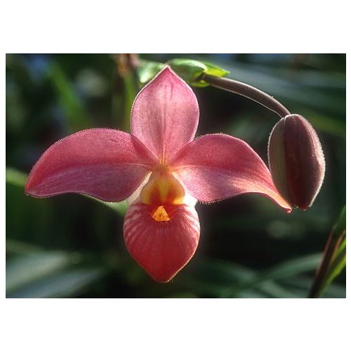 Unveiling Affection orchidea eszencia