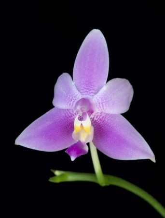 Violacea Veritas orchidea eszencia