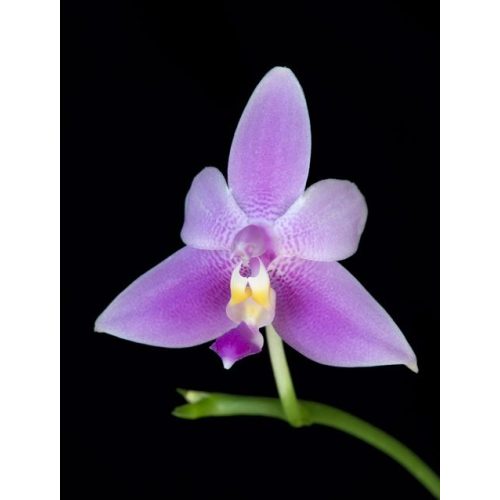 Violacea Veritas orchidea eszencia