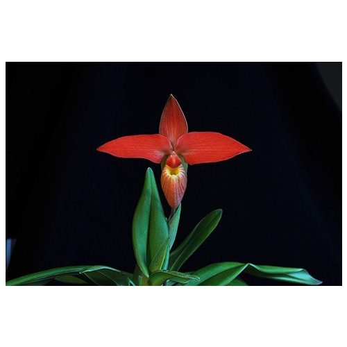 Vital Core orchidea eszencia