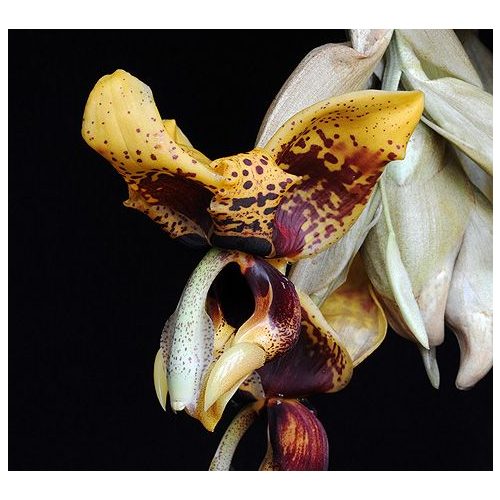 Voice of Courage orchidea eszencia