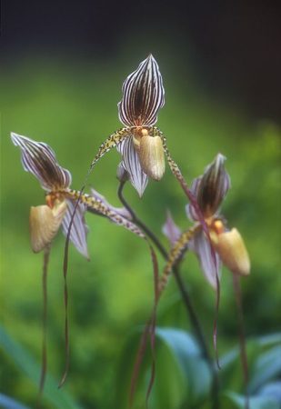 Walking to the Earth's Rhythm orchidea eszencia