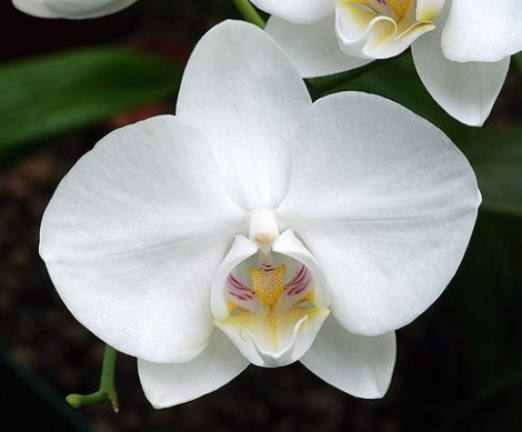 White Beauty orchidea eszencia