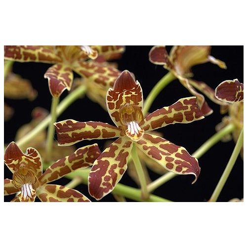 Winged Gold orchidea eszencia