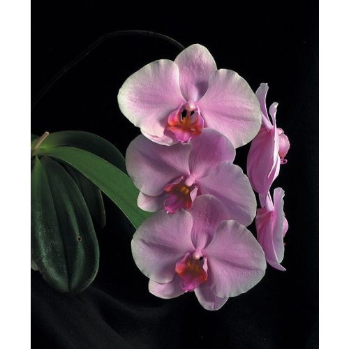 The Wisdom of Compassion orchidea eszencia