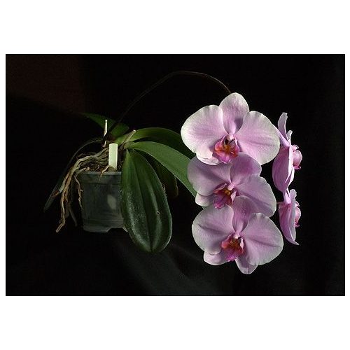 The Wisdom of Compassion with Gold orchidea eszencia