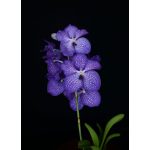 Blue Angel orchidea eszencia