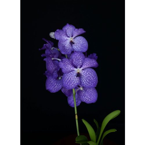 Blue Angel orchidea eszencia