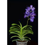 Blue Angel orchidea eszencia