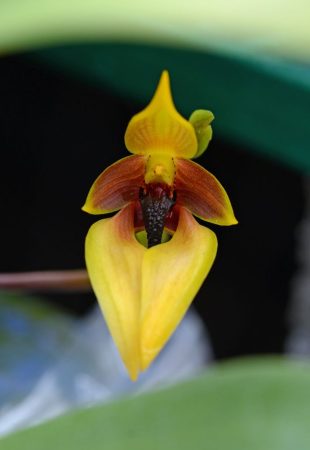A Központ megújítása (Centre Renewal) orchidea eszencia