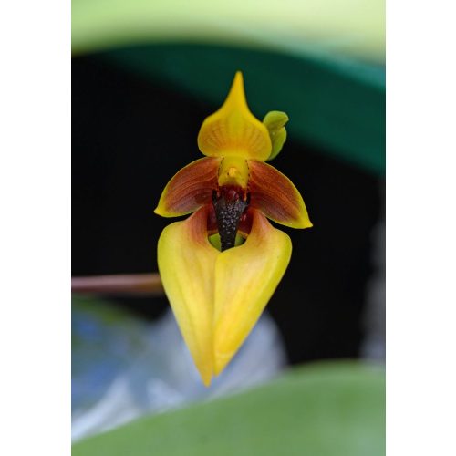 A Központ megújítása (Centre Renewal) orchidea eszencia