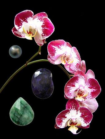 Love's Gift orchidea eszencia