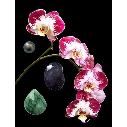Love's Gift orchidea eszencia