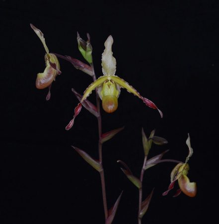 Sorcerer's Apprentice orchidea eszencia